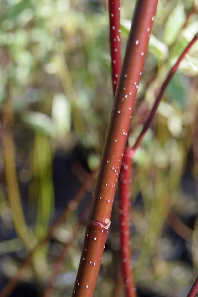 Cornus alba 'Elegantissima' 100-125 cm